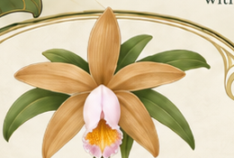 Botanical illustration inspired by Cattleya forbesii