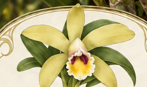 Botanical illustration inspired by Cattleya luteola